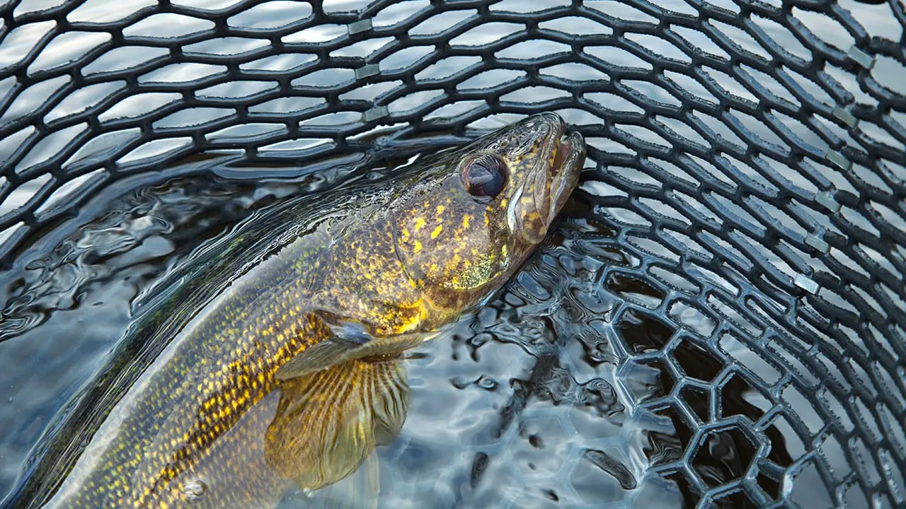 Walleye caught in net for Watertown Rod and Gun Club's King Fish Classic